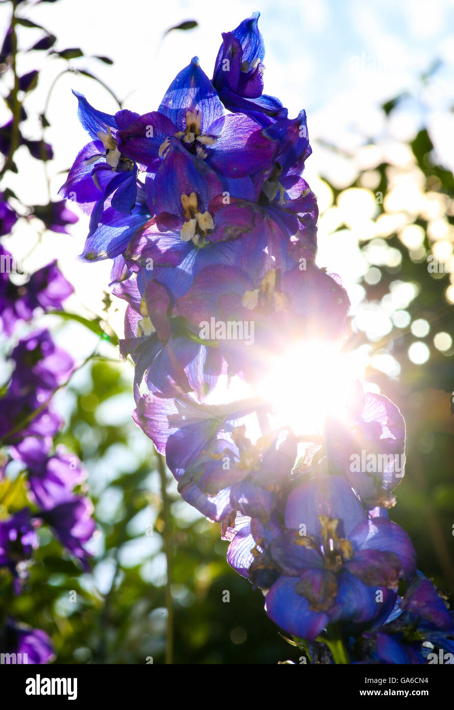 Sparkle rayos de sol empujar a través de Delphinium Azul flores en el jardín Foto de stock