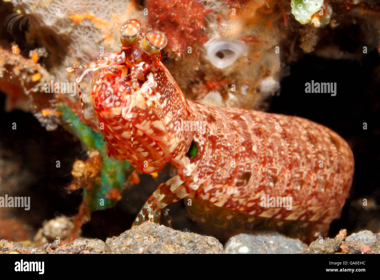 Camarón Mantis, Pseudosquilla ciliata. Tulamben, Bali, Indonesia. Bali, mar, océano Índico Foto de stock