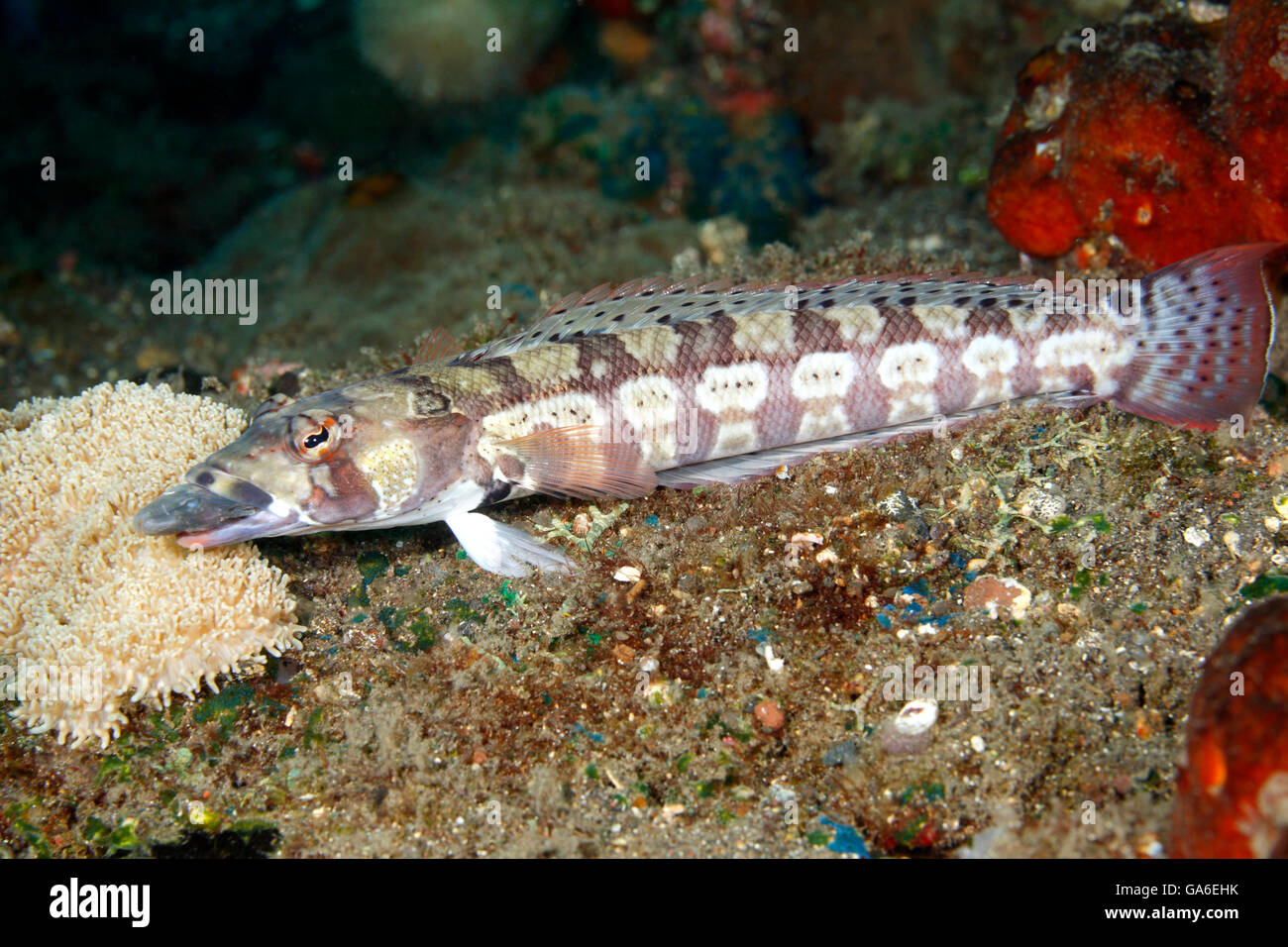 Sandperch reticulada, Parapercis tetracantha. También conocido como bandas negras Seaperch. Tulamben, Bali, Indonesia. Bali, mar, océano Índico Foto de stock