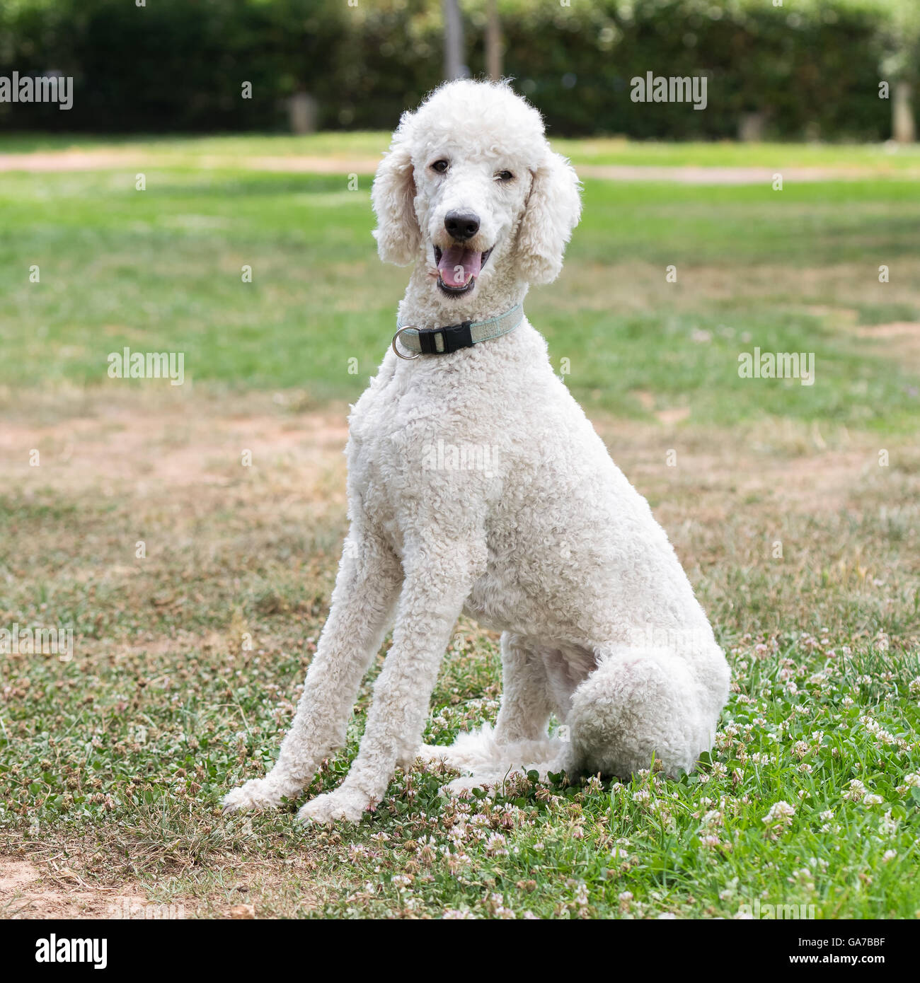 Perro caniche retrato en un parque. Foto de stock