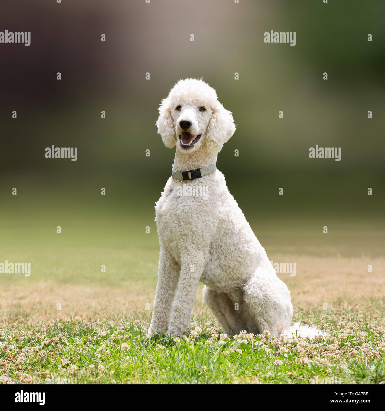 Perro caniche blanca vertical. Foto de stock