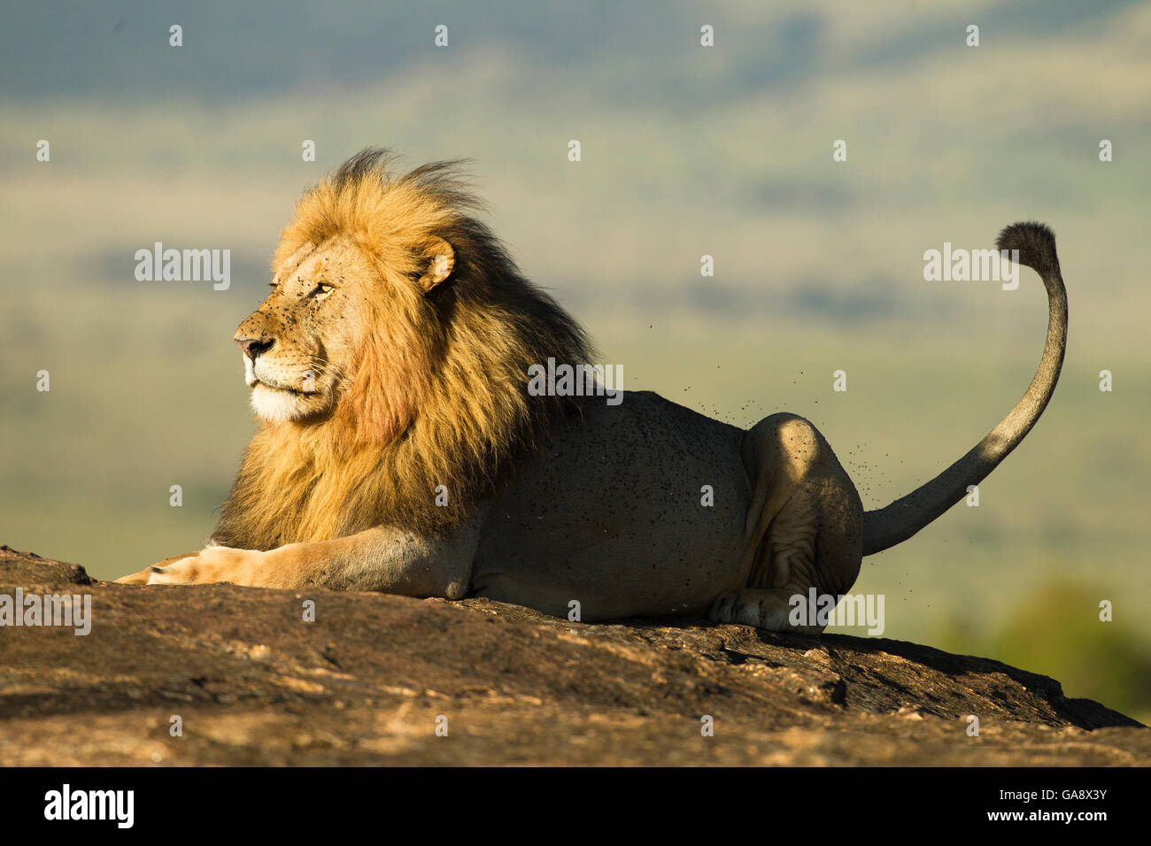 León Africano (Panthera leo), descansando sobre una roca, rodeado por las moscas, la reserva Masai Mara, Kenia. De noviembre. Foto de stock
