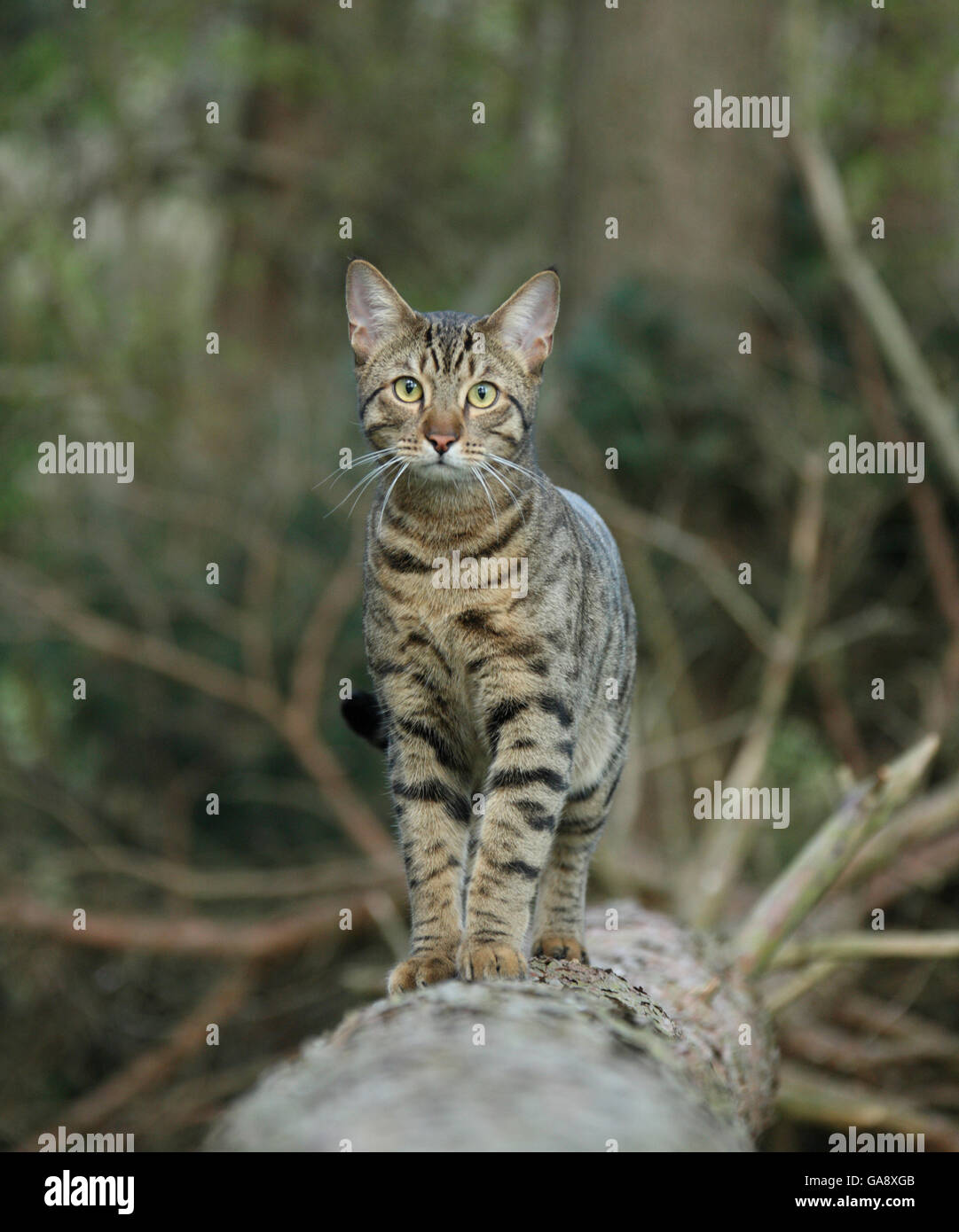 Gato de Bengala de pie sobre un árbol caído. Foto de stock