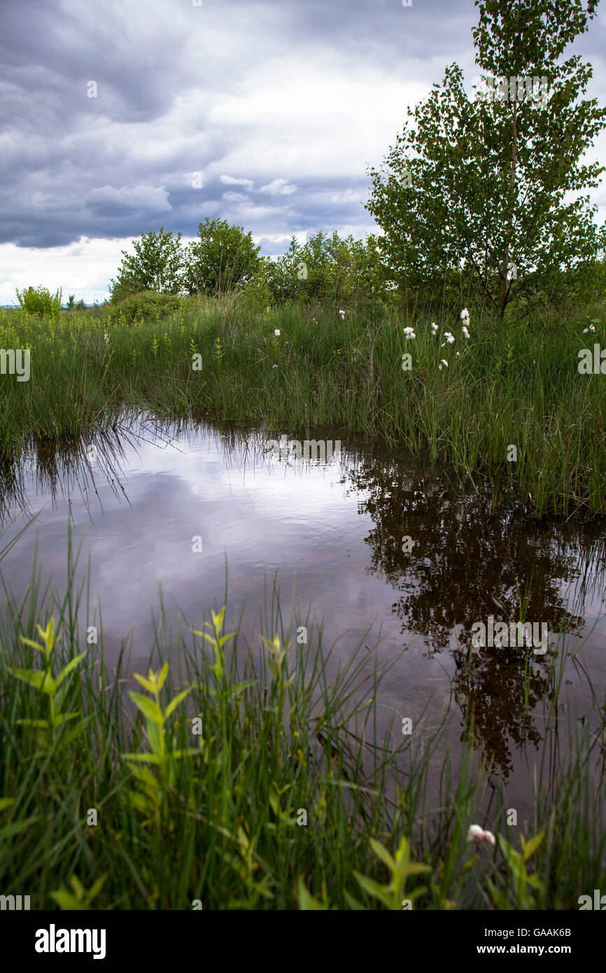 Alemania, en Troisdorf, Renania del Norte-Westfalia, en el estanque en la ciénaga Herfeld Wahner Heath, cottongrass común. Foto de stock