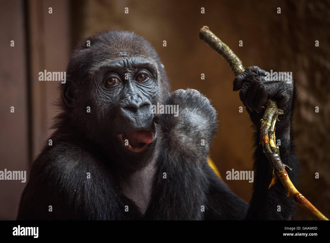 Joven gorila de las tierras bajas occidentales juega con una ramita Foto de stock