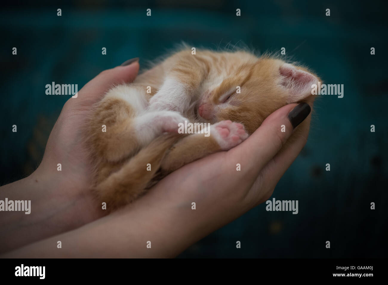 Poco lindo gatito con los ojos cerrados descansa en las manos del hombre Foto de stock