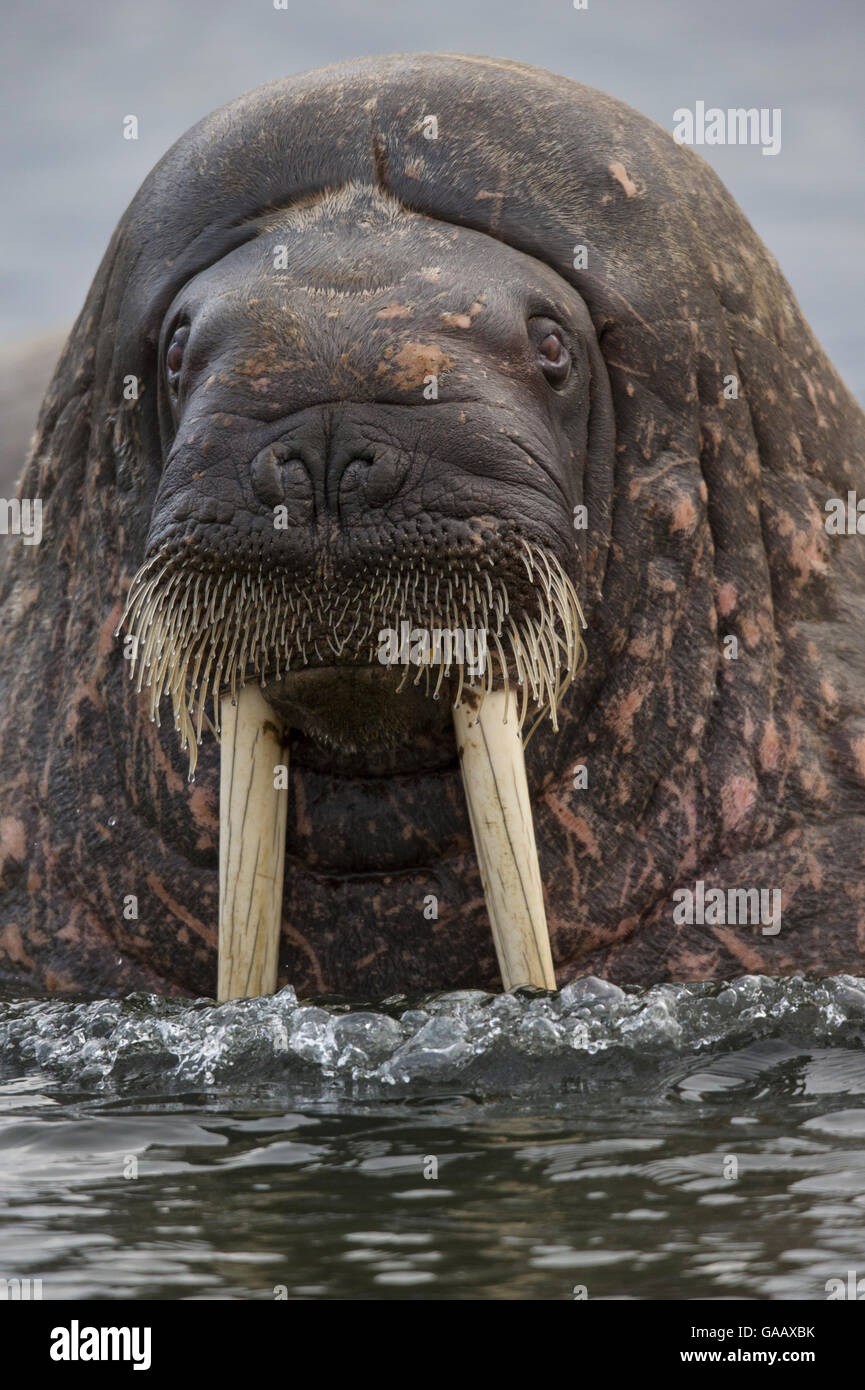 La morsa (Odobenus rosmarus) cerca de toro con grandes colmillos nadar en  el océano Ártico Fotografía de stock - Alamy