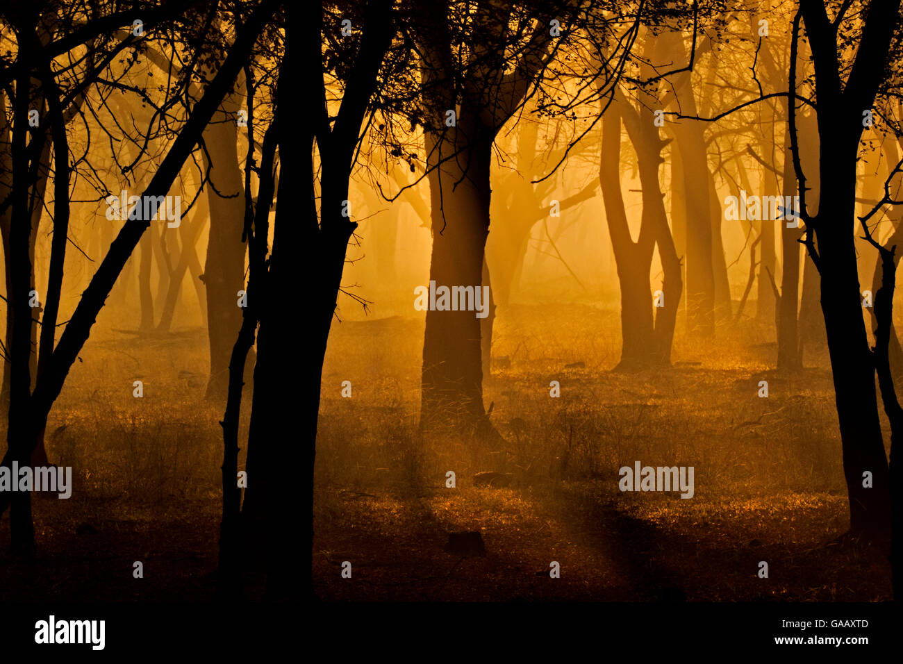 Amanecer en el bosque, los árboles silhouetting. La Reserva de Tigres de Ranthambhore, India. Foto de stock