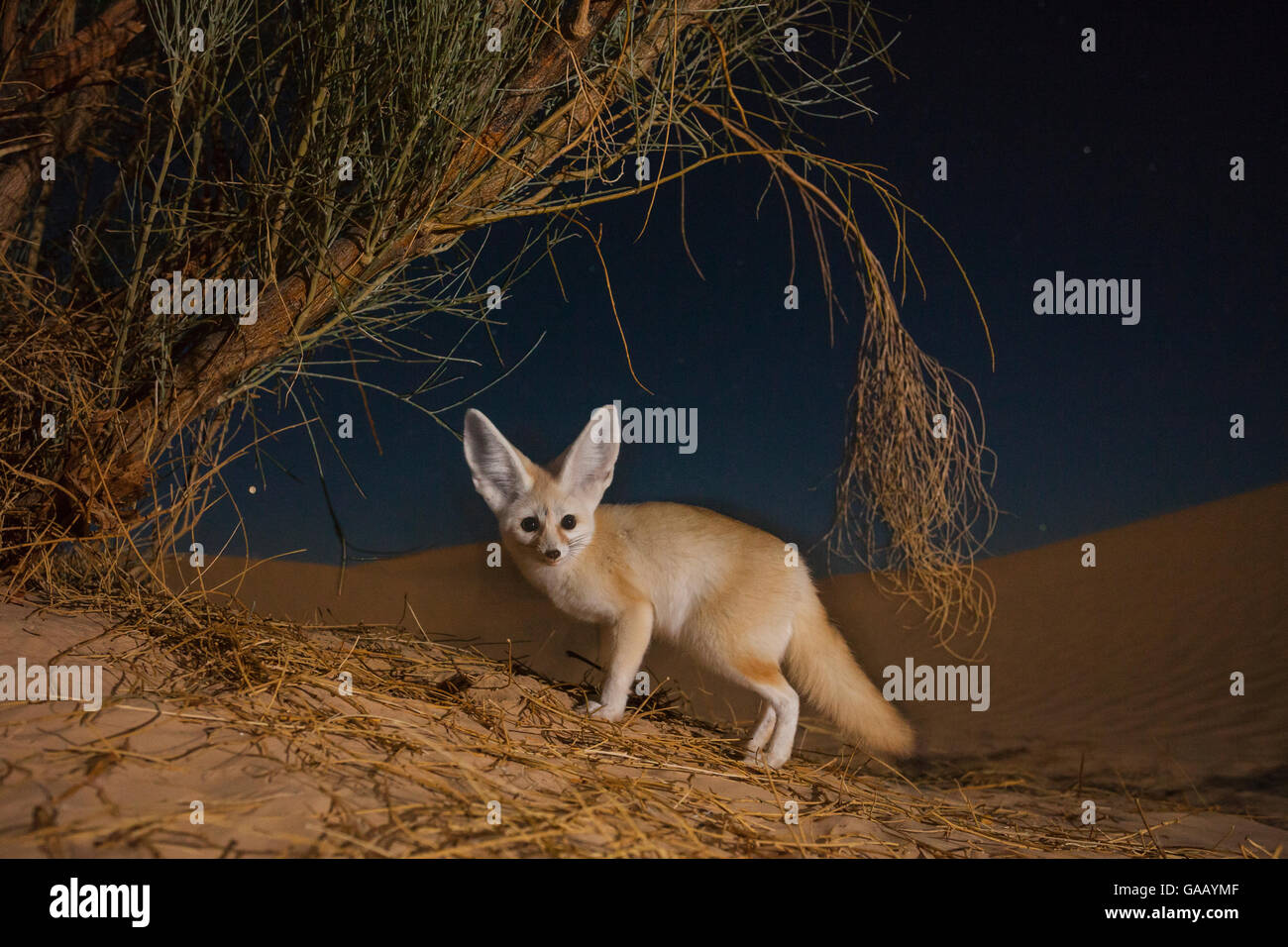 Fennec fox (Vulpes zerda) adulto en la noche cavando para presa entre las raíces del arbusto retama Retam. Grand Erg Oriental, la Gobernación de Kebili, Túnez. Tomadas con cámara remota trampa. Foto de stock
