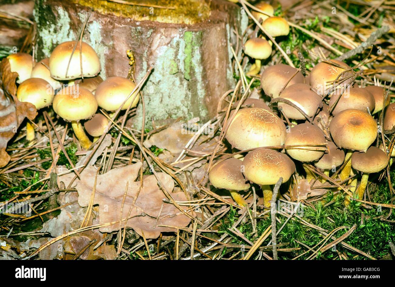 En el bosque cerca del tronco de los árboles crecen hongos venenosos. Son llamados "miel" falso. Foto de stock