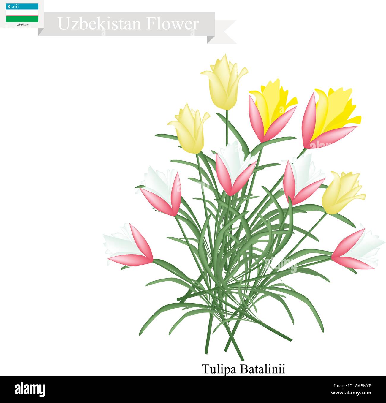Blossom nature tulipa natural Imágenes vectoriales de stock - Alamy