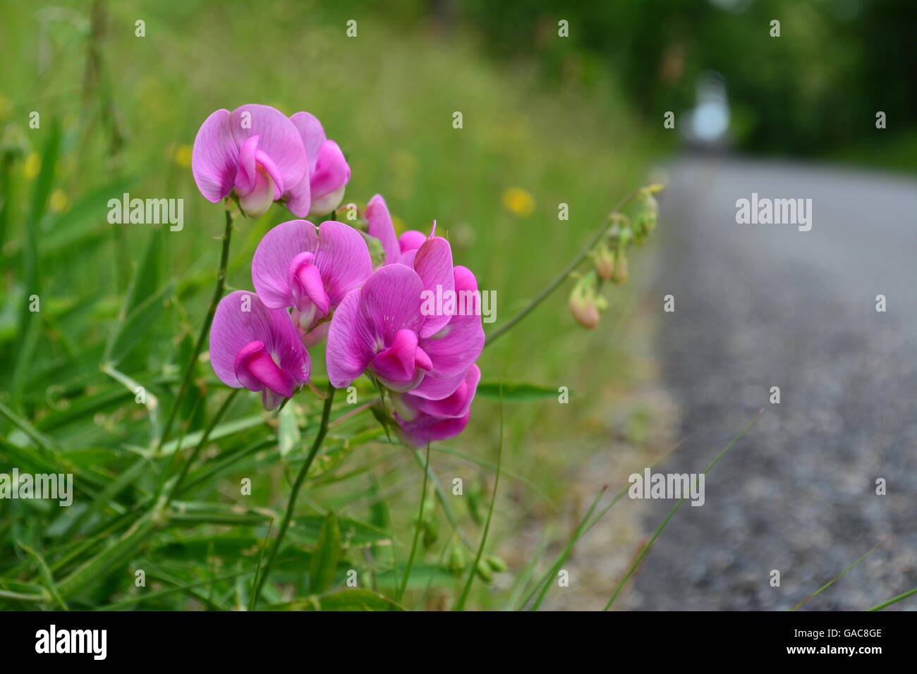 Carretera de flores, hierbas y gramíneas Foto de stock