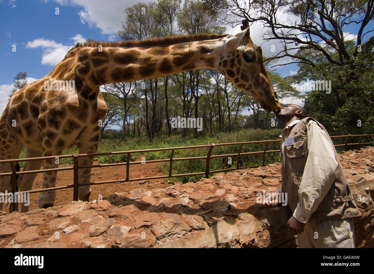 Girafas Rothschild (Giraffa camelopardalis rothschildi) y el portero, el giraffe Center, Nairobi, Kenya, Africa. Foto de stock