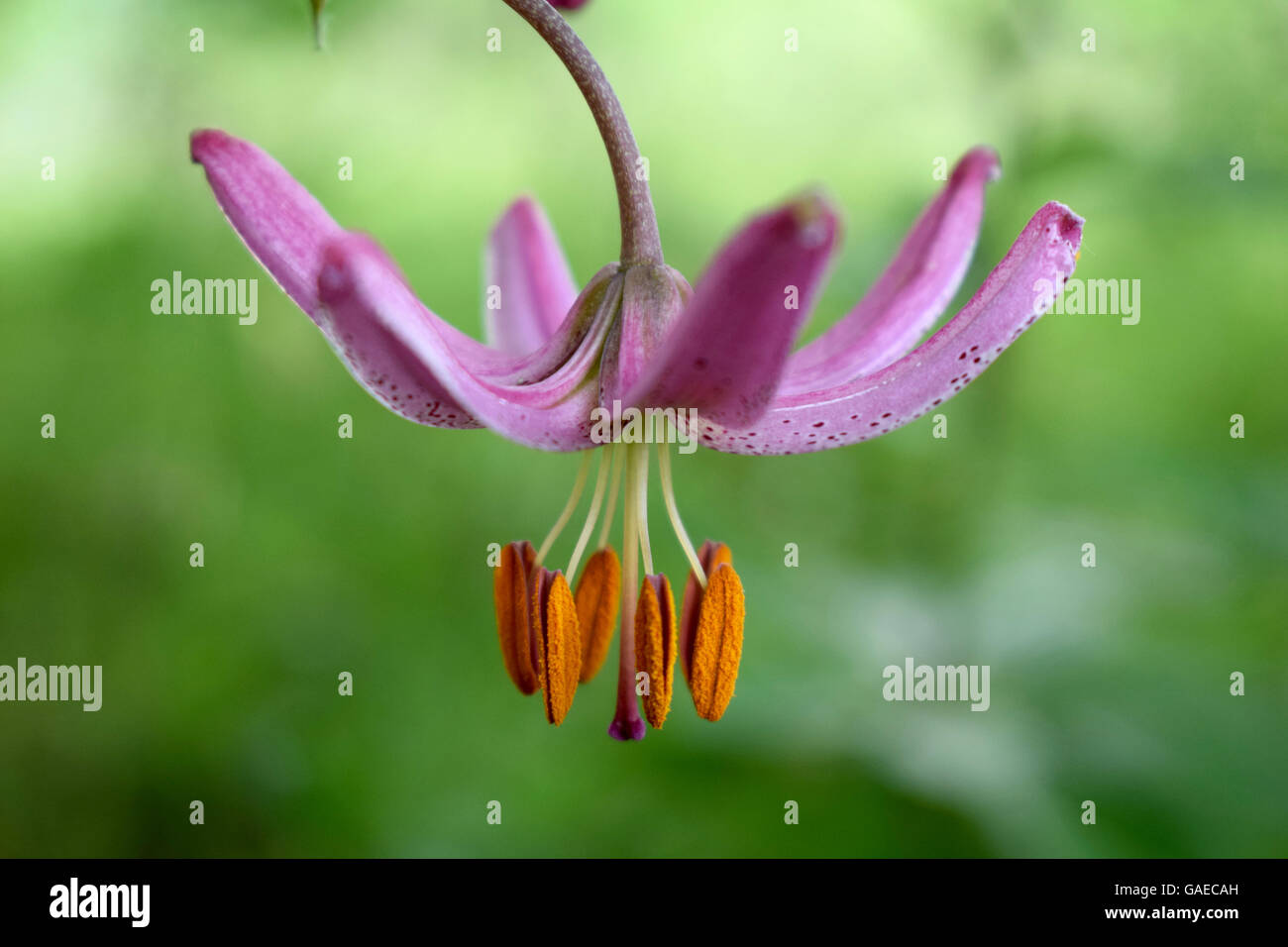Turk's cap lily, Lilium martagon Foto de stock