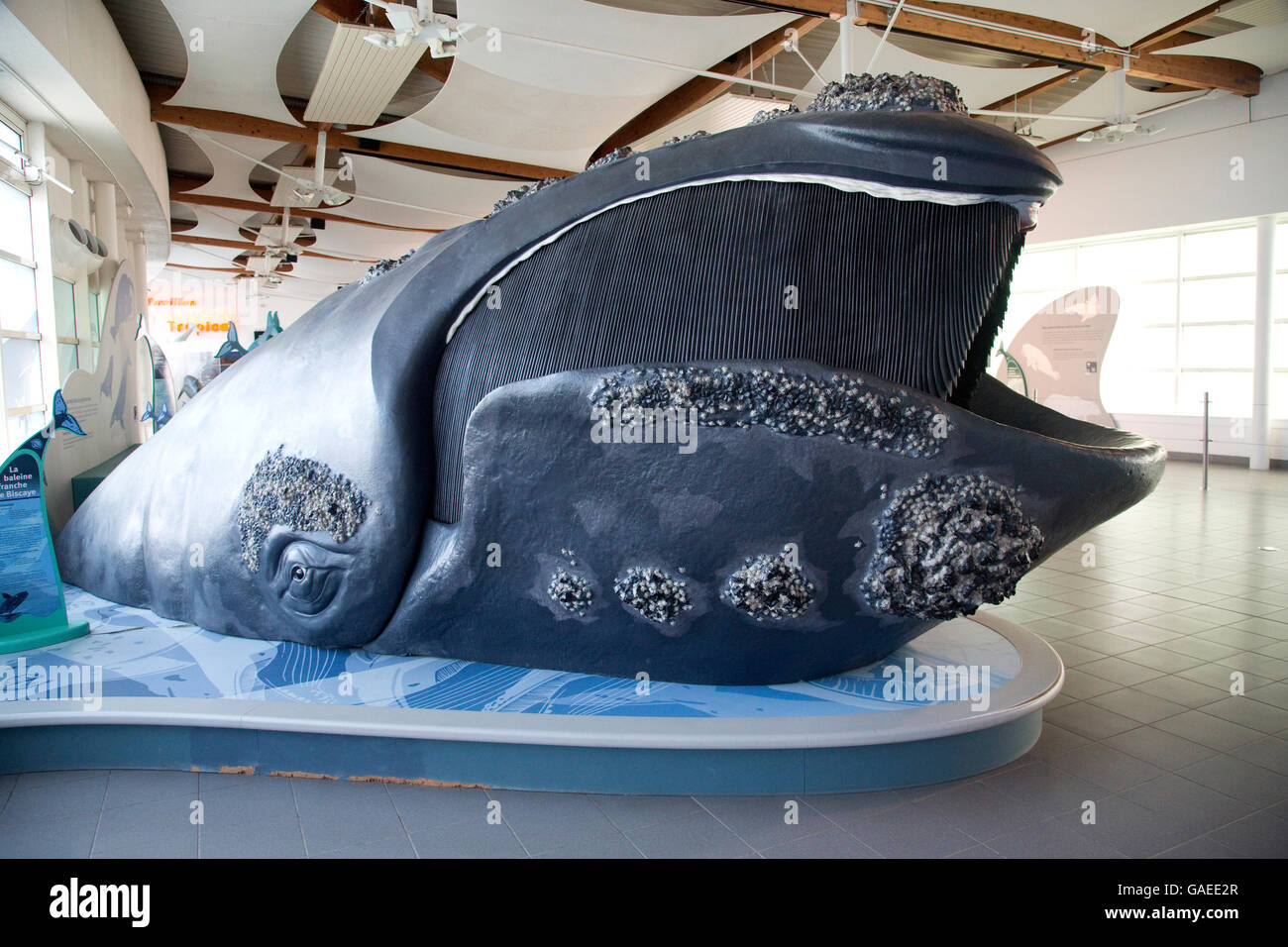 Modelo de la ballena franca austral, mostrando las placas con barbas oceanario Francia Foto de stock