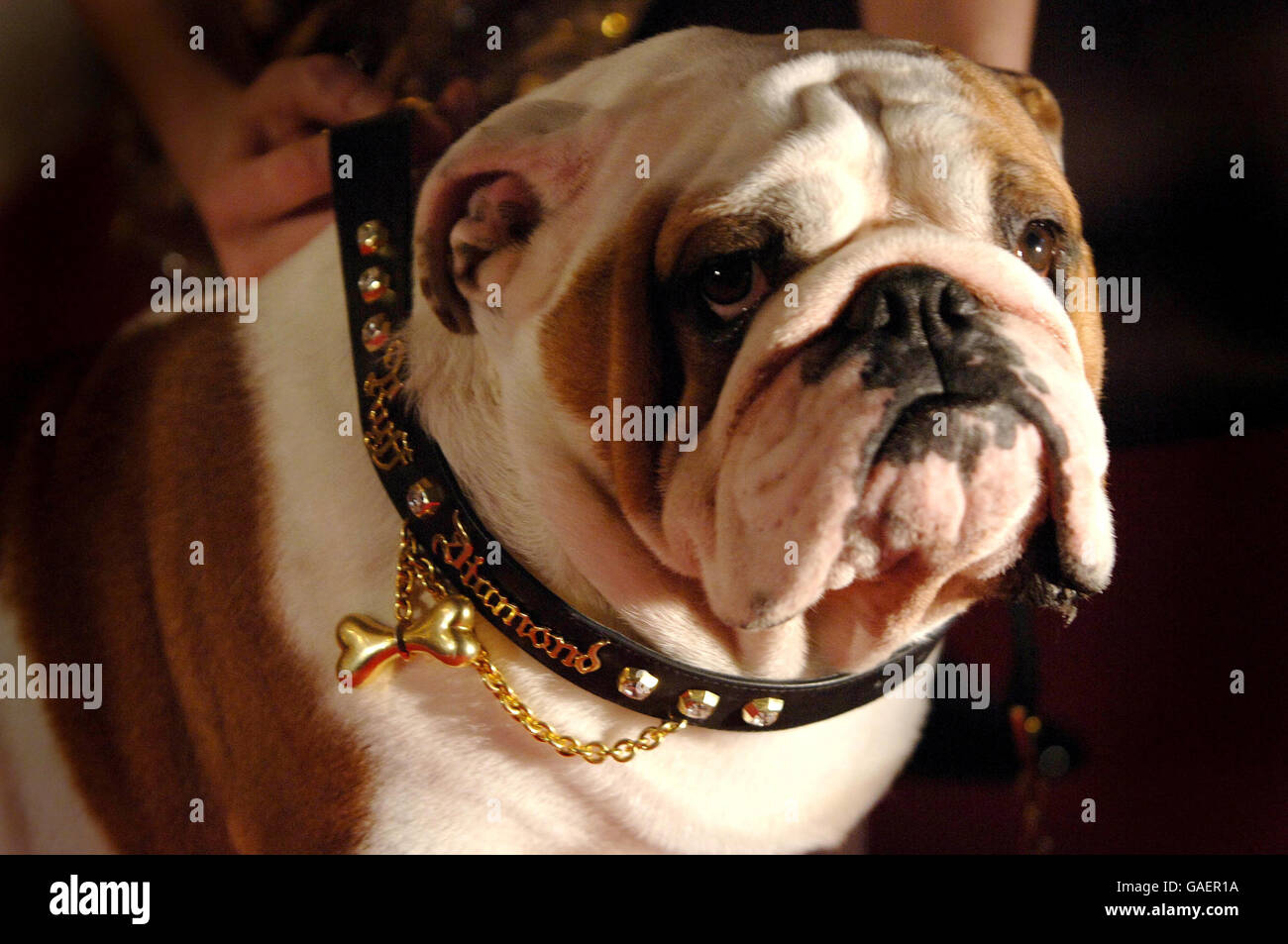 Collar de perro de diamantes y oro photocall fotografías e imágenes de alta  resolución - Alamy