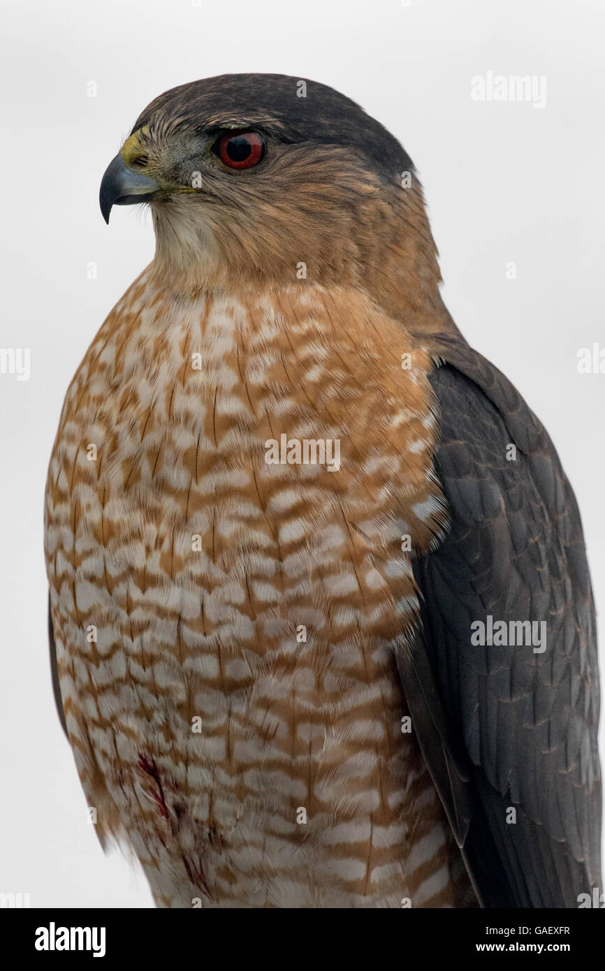 Adulto Cooper's Hawk Foto de stock