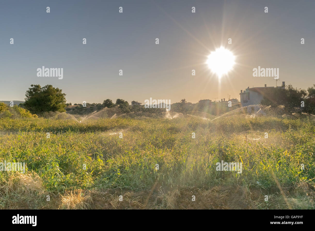 Meadow obteniendo regado contra los rayos del sol. Foto de stock