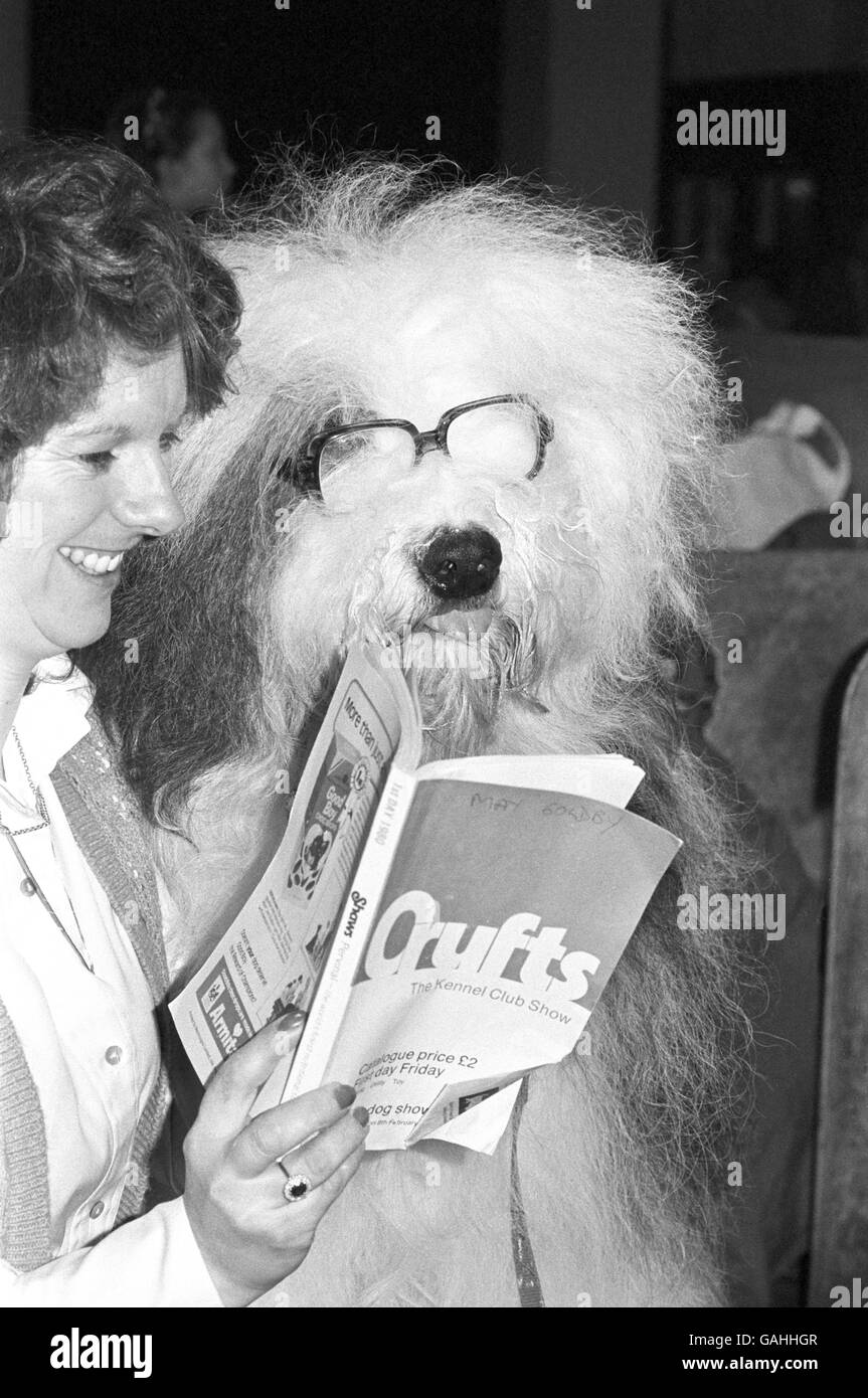 La locura de la oveja de Longdorham, un perro pastor inglés antiguo más