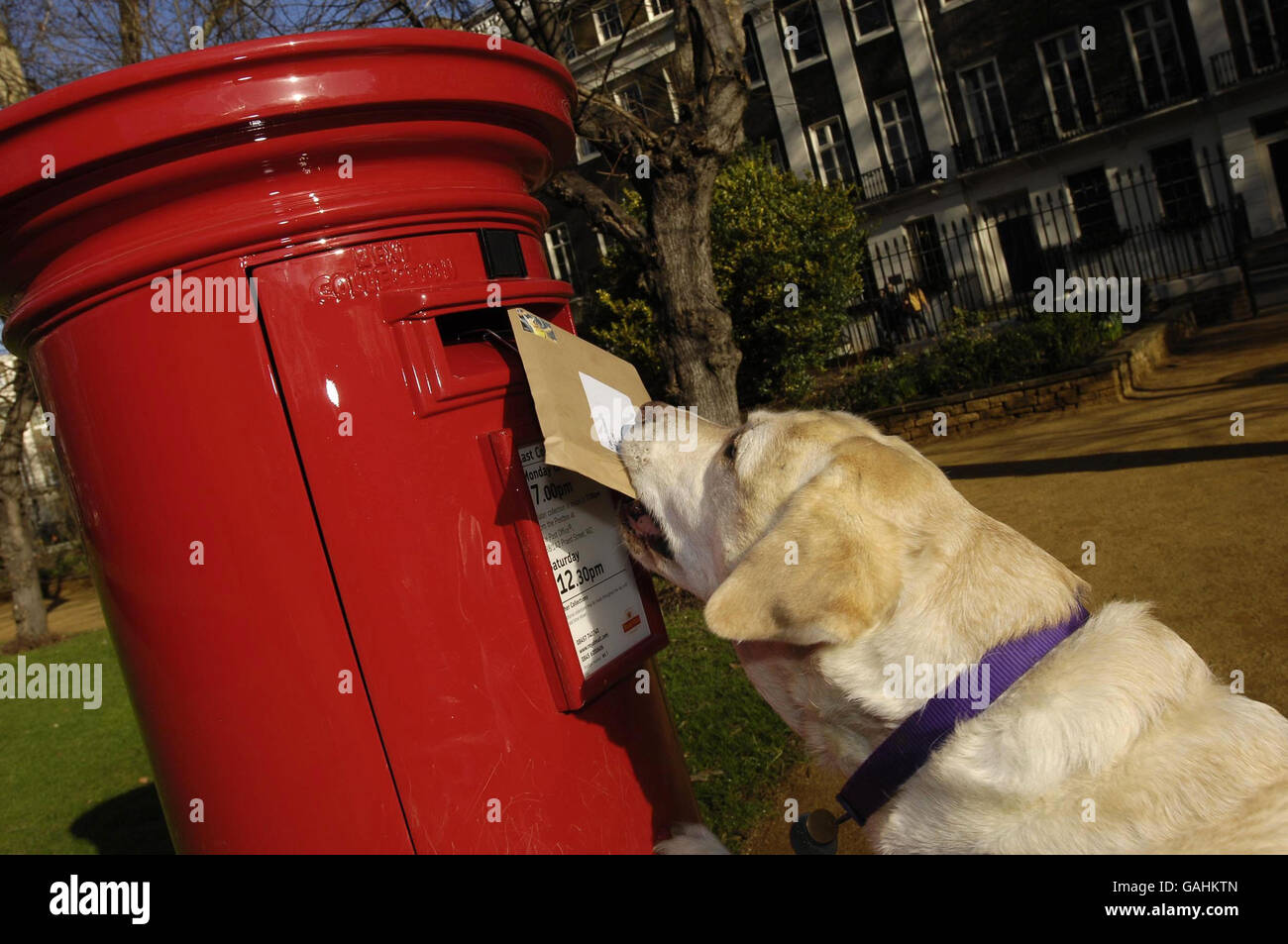 Endal, un perro de ayuda de Labrador, ayuda a su dueño a publicar una carta en Gordon Square, en el centro de Londres, para lanzar los sellos especiales de perros de trabajo de Royal Mail. Foto de stock