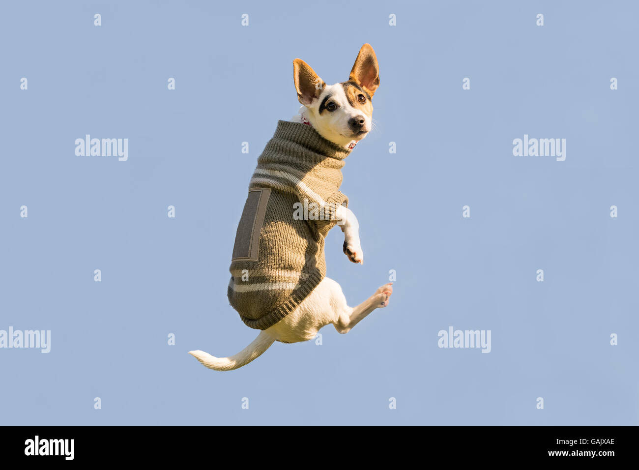 Jack Russell perro saltando alto en el aire mirando a la cámara. Un momento divertido de un perro que volaba vistiendo la ropa de invierno. Foto de stock