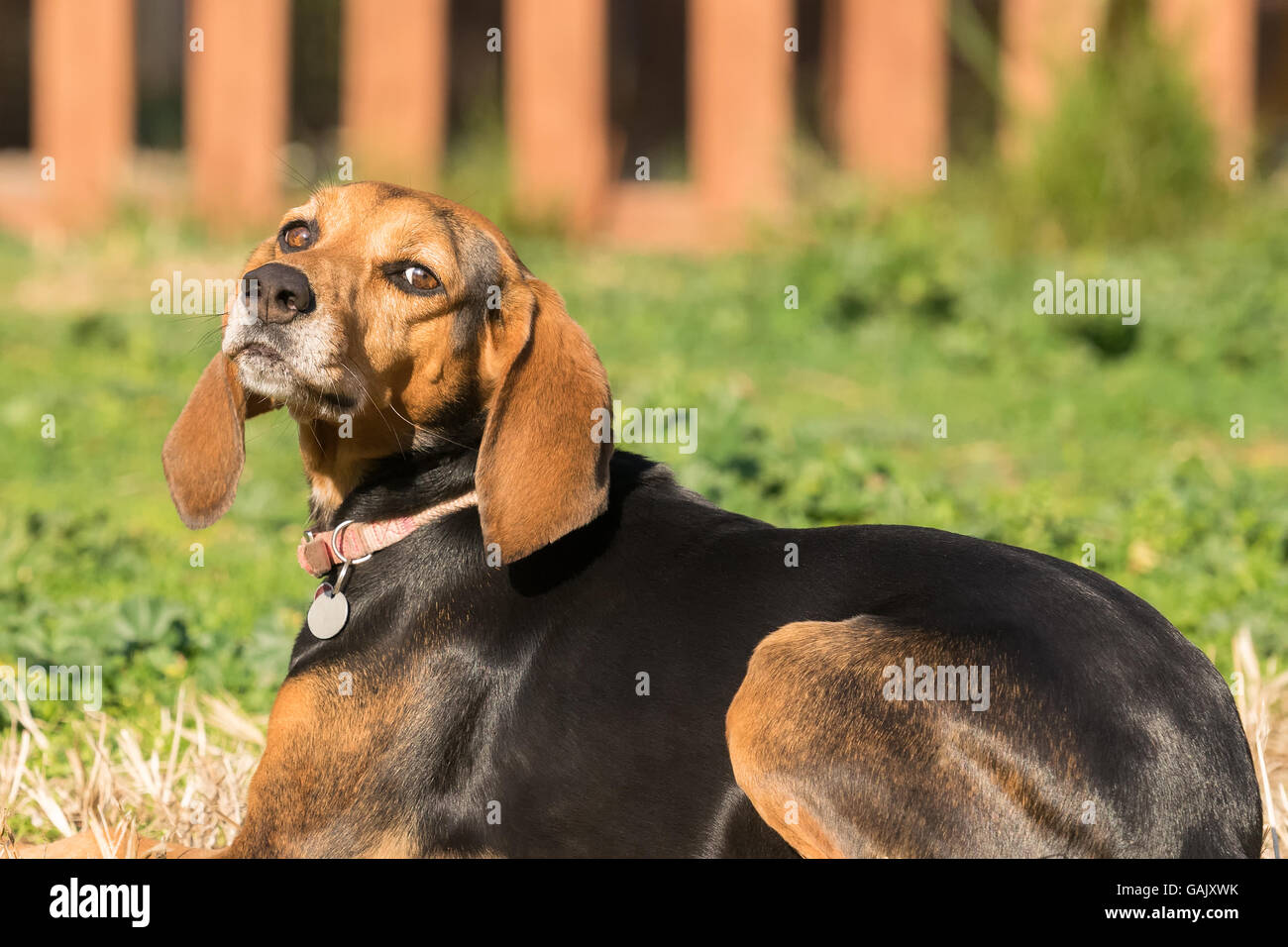 Retrato de perro de caza descansando en el sol. Foto de stock