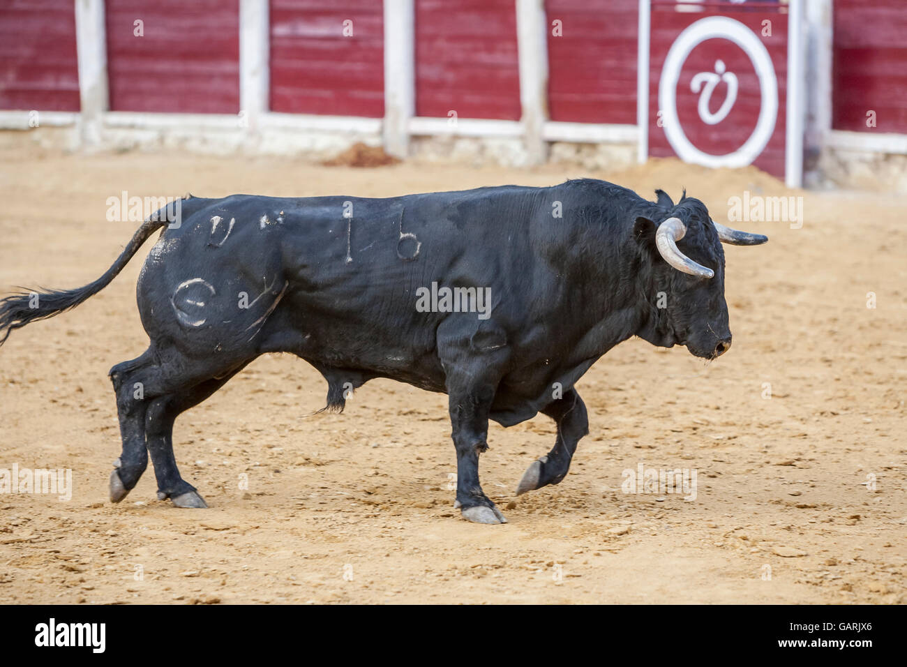 La captura de la figura de un toro bravo de cabello de color negro en una corrida de toros, España Foto de stock
