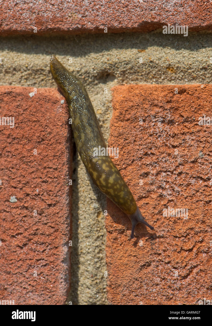 Un joven leopardo slug, Limax maximus, subiendo una pared de ladrillo, Berkshire, Mayo Foto de stock