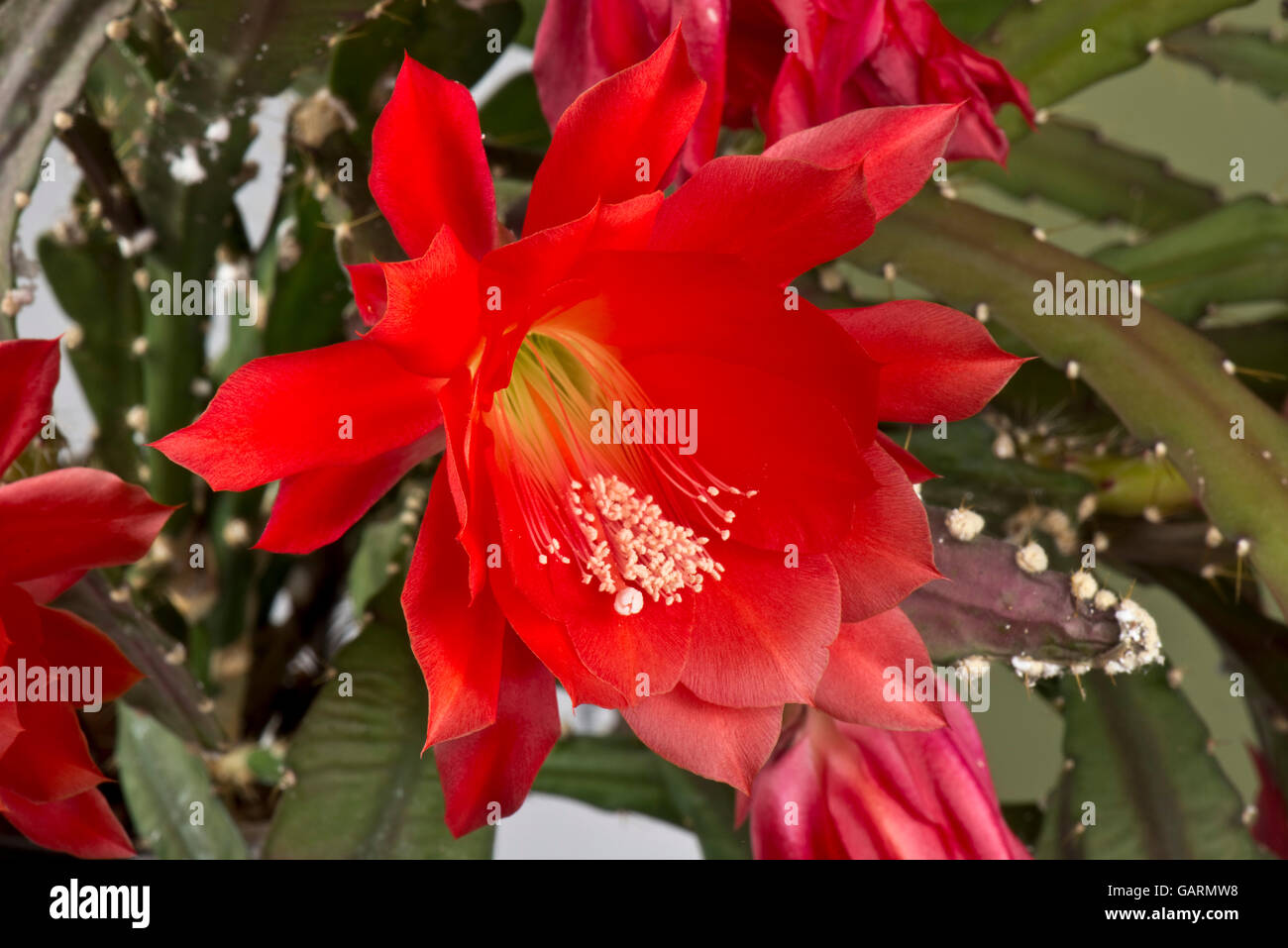 Flor roja de una orquídea o cactus de Pascua, Disocactus x jenkinsonii, una planta de la casa de flores, mayo Foto de stock