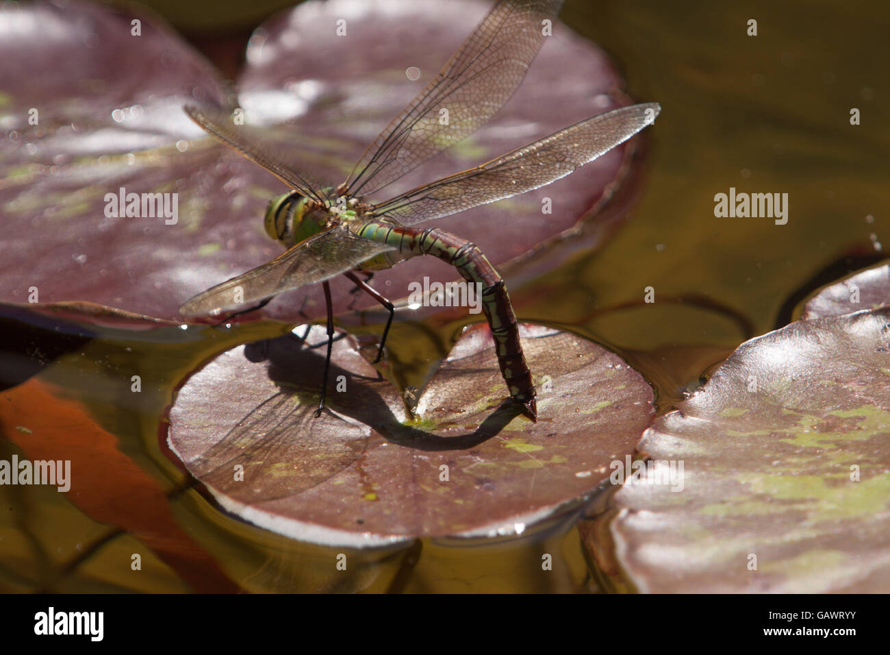 Un dragon fly pone huevos sobre una hoja de lirio en un estanque de jardín, Devon, Reino Unido. Foto de stock