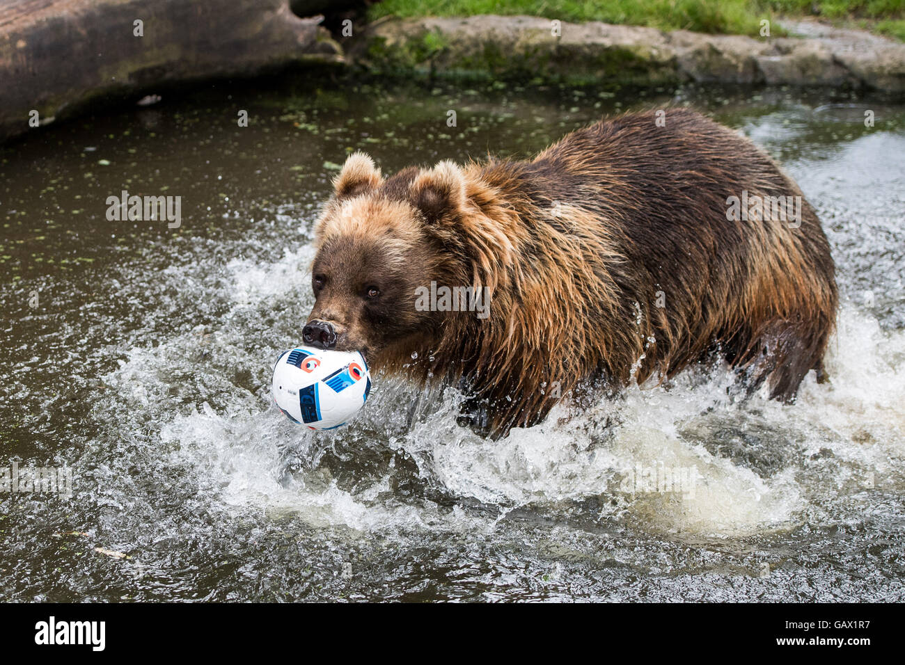 Hamburgo, Alemania. 7 de julio de 2016. Oso Kamtschatka Masha muerde un  fútbol tumbado sobre el agua en su gabinete de animal a animal park  Hagenbeck en Hamburgo, Alemania, el 7 de