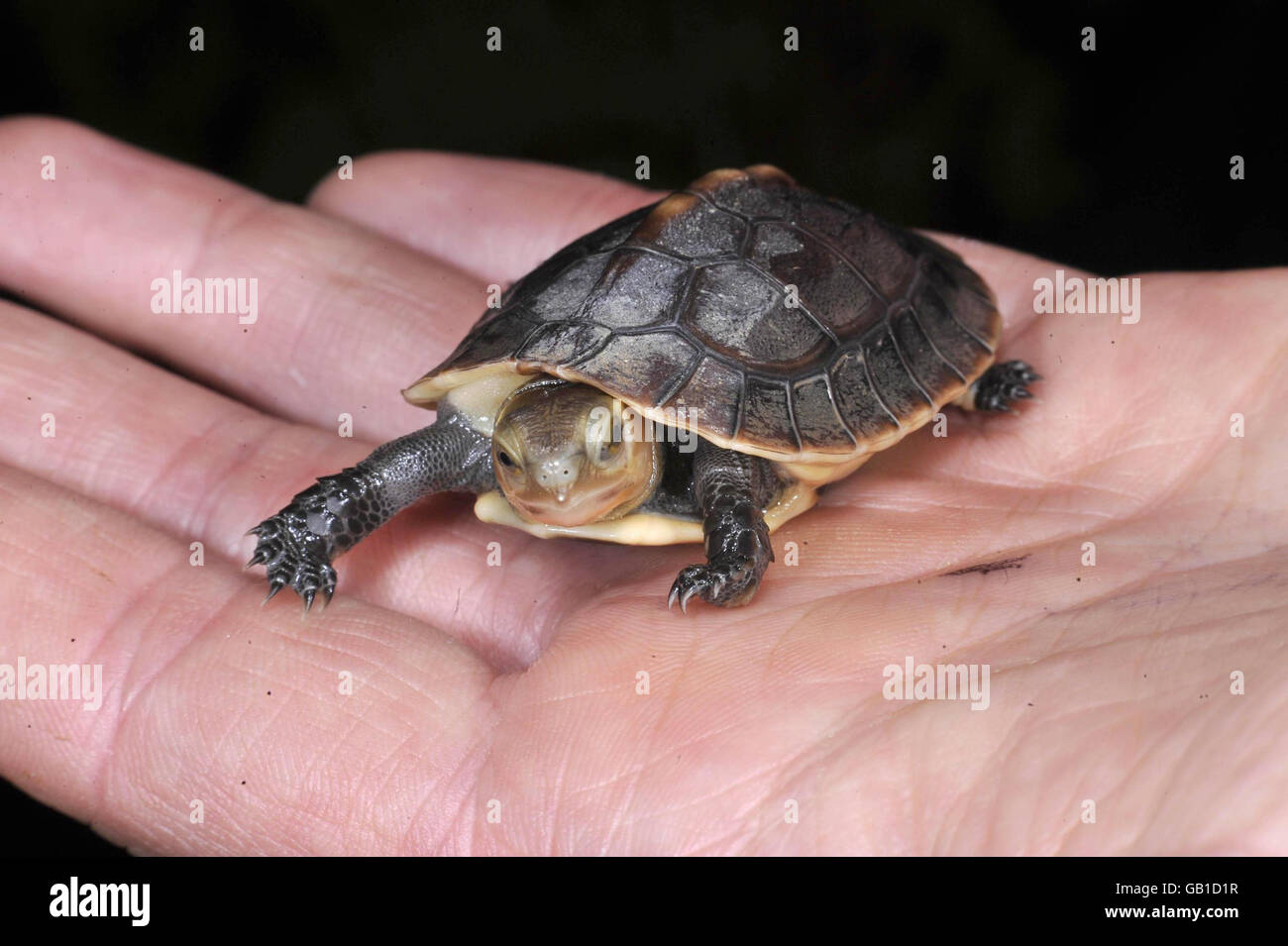 Tortuga china en peligro de extinción nacida en el zoológico. Una tortuga china en peligro de extinción que ha nacido en el zoológico de Bristol. Foto de stock