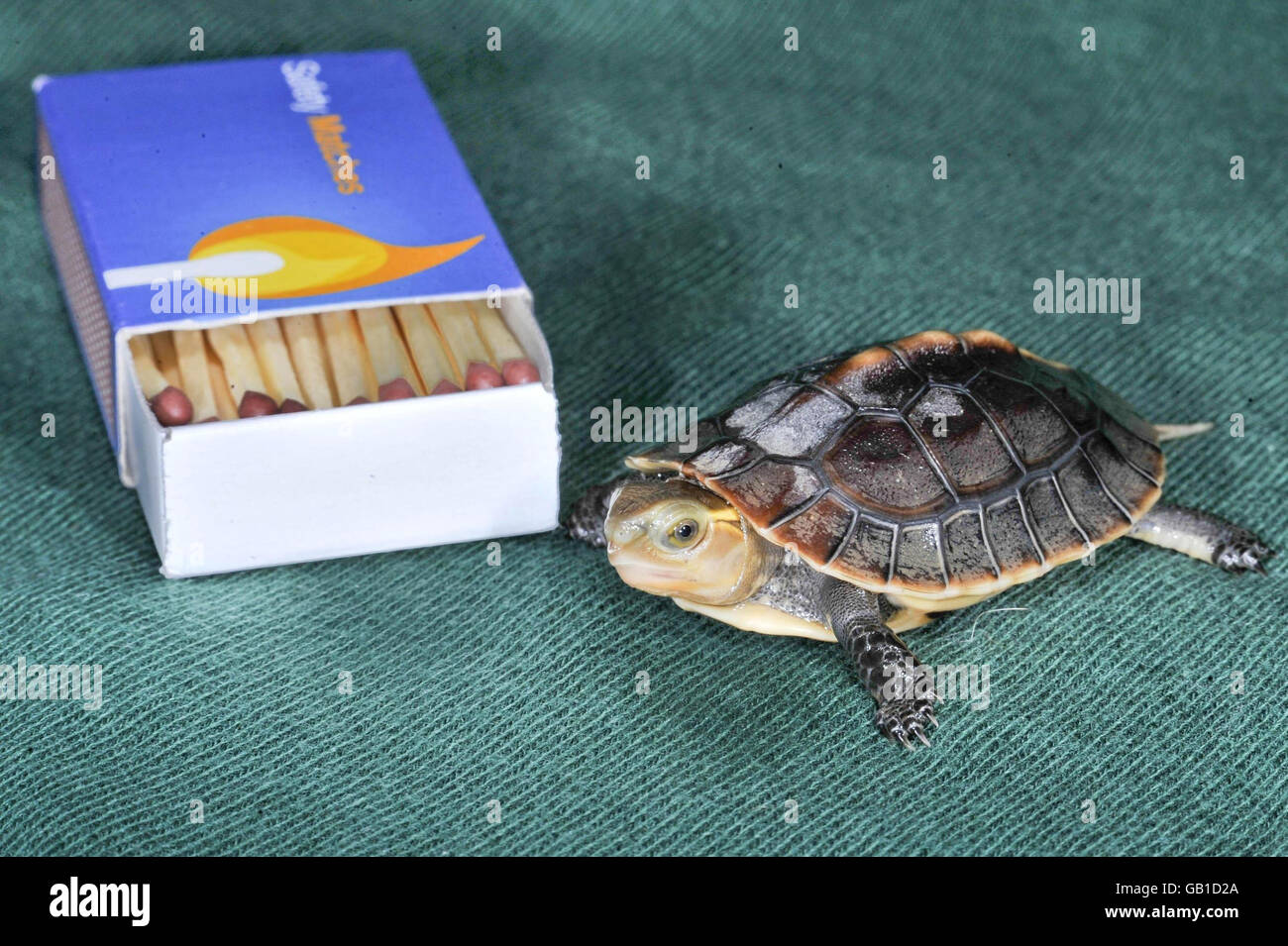 Tortuga china en peligro de extinción nacida en el zoológico. Una tortuga china en peligro de extinción que ha nacido en el zoológico de Bristol. Foto de stock