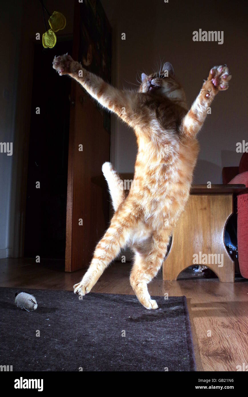 Jengibre Gato jugando con el ratón de juguete Foto de stock