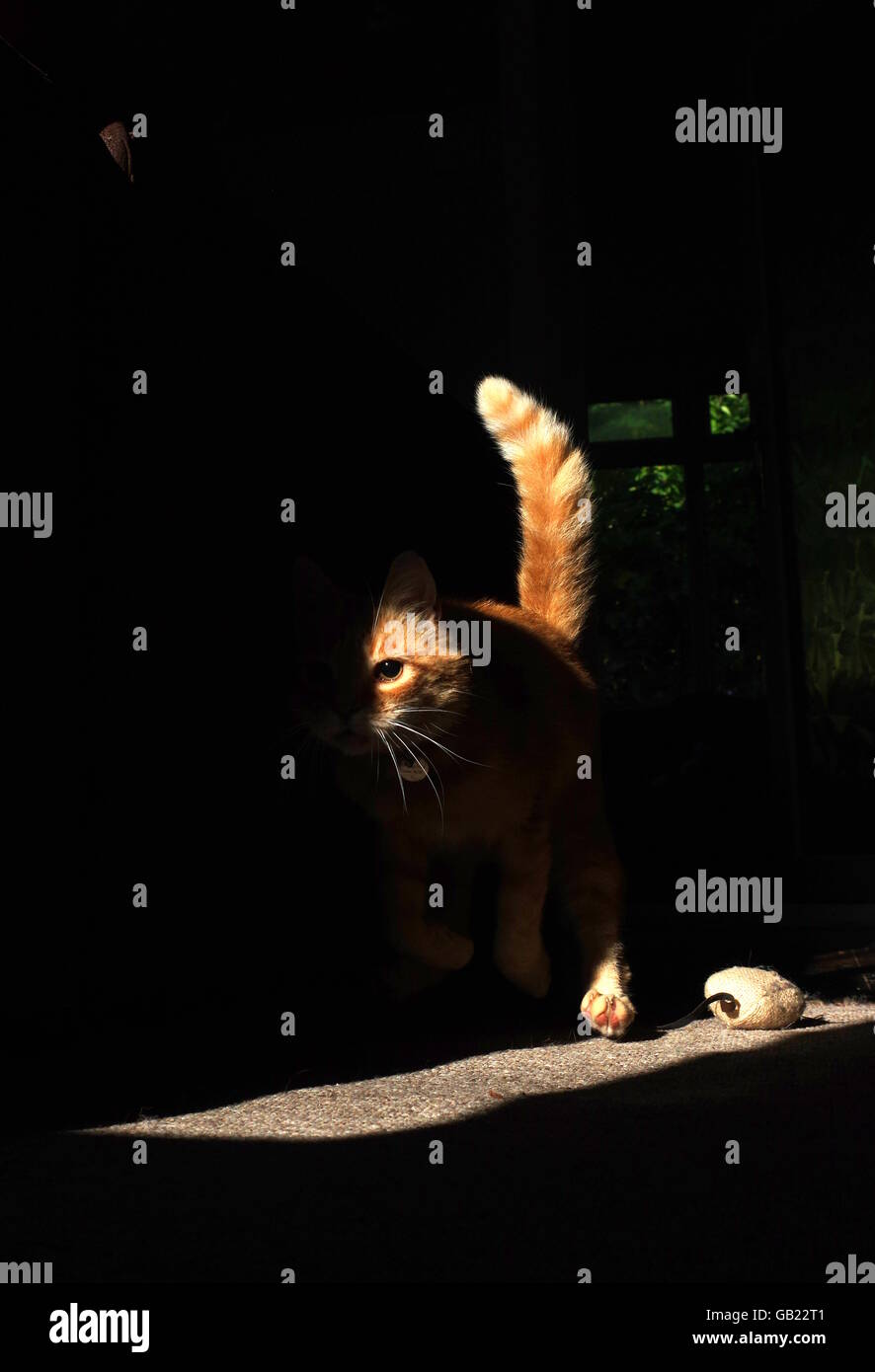 Jengibre Gato jugando con el ratón de juguete Foto de stock