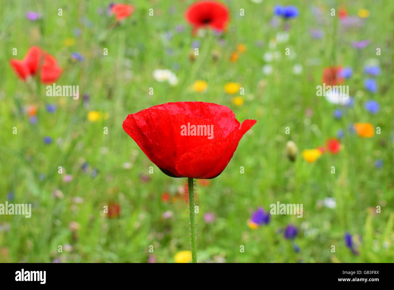 Vista lateral de los pétalos de la flor de adormidera vibrante contra un campo de flores silvestres Foto de stock