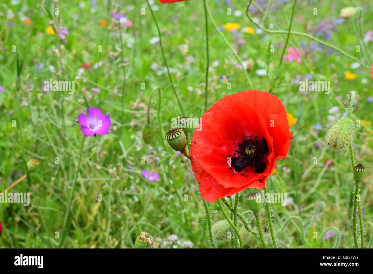 Los pétalos de la flor de adormidera vibrante contra un campo de flores silvestres Foto de stock