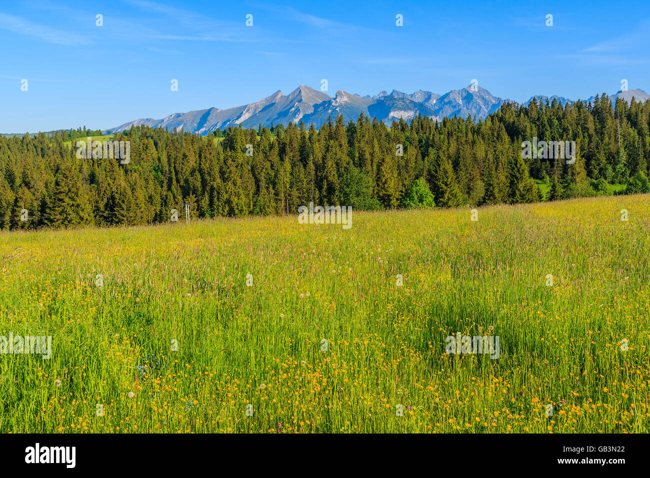 Flores de color amarillo sobre verde pradera con Tatry El Bielskie con montañas al fondo, Polonia Foto de stock