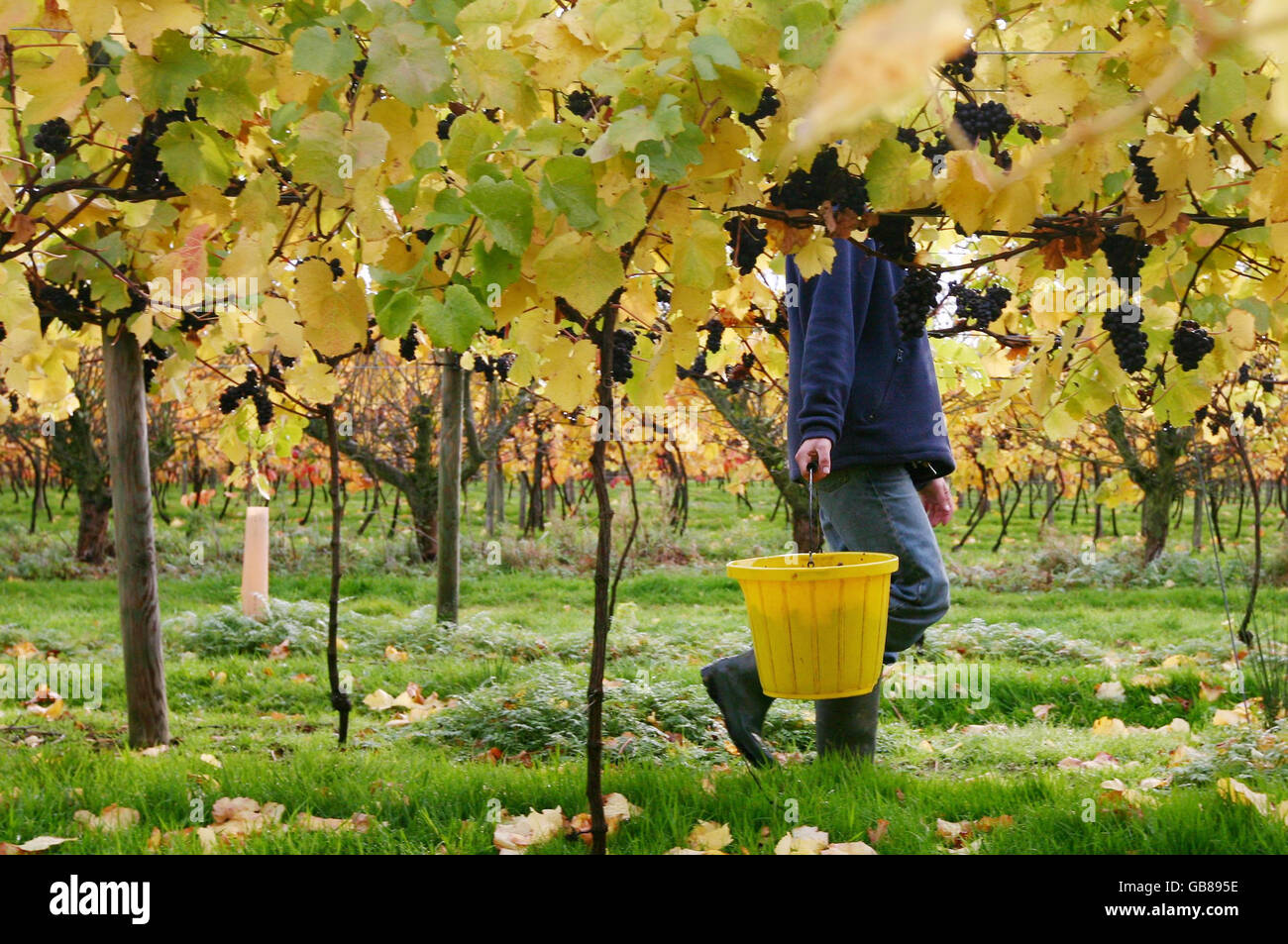 Los vendimistas traen la cosecha de las uvas Pinot Noir en la bodega Chapel Down en Tenterden, Kent. Foto de stock