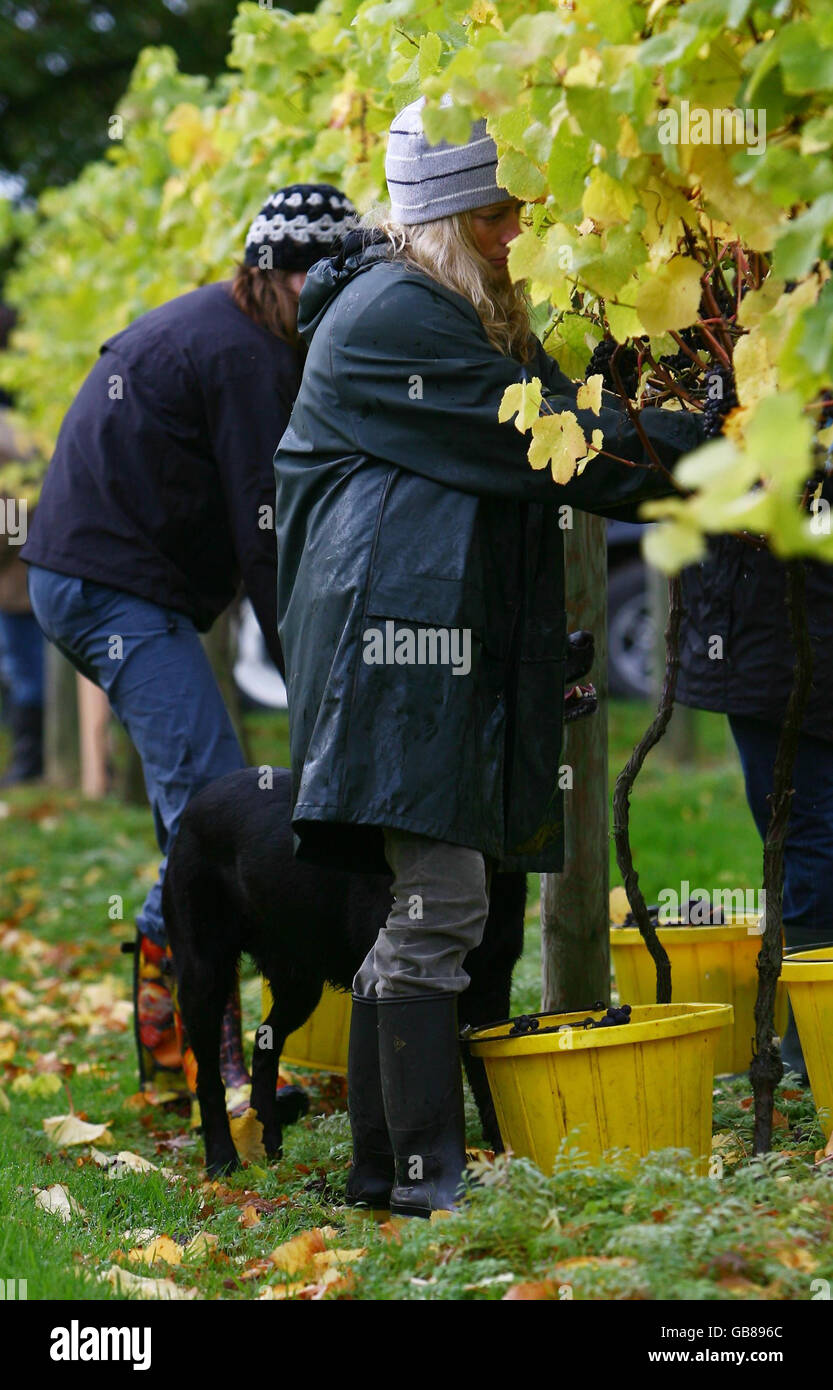 Los vendimistas traen la cosecha de las uvas Pinot Noir en la bodega Chapel Down en Tenterden, Kent. Foto de stock