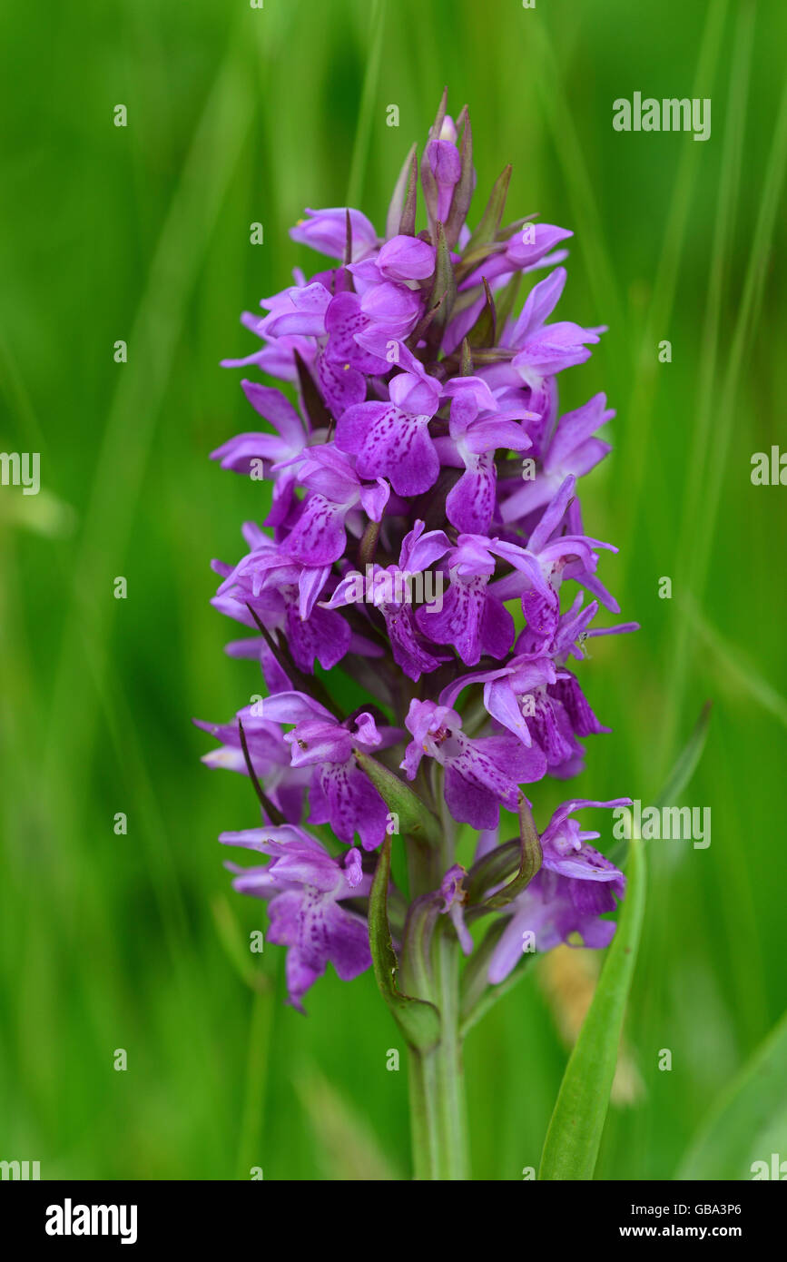 La cabeza de la flor de orquídeas pantanosa meridional UK Foto de stock