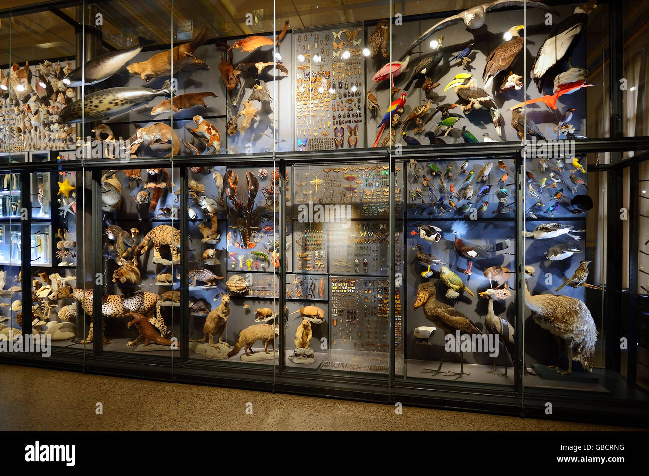 Vitrinas con exhibiciones, museo de historia natural, Berlín, Alemania Foto de stock