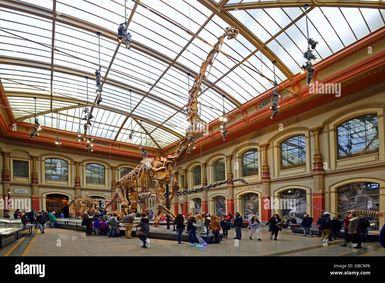 Dinosaur Hall, el museo de historia natural, Berlín, Alemania Foto de stock