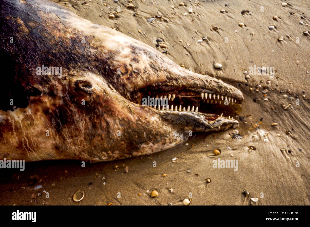 El cuerpo de un cadáver de Cetáceo de ballena muerta en la playa de cuesta de Maneli, Costa de la Luz, Andalucía, España playa Foto de stock