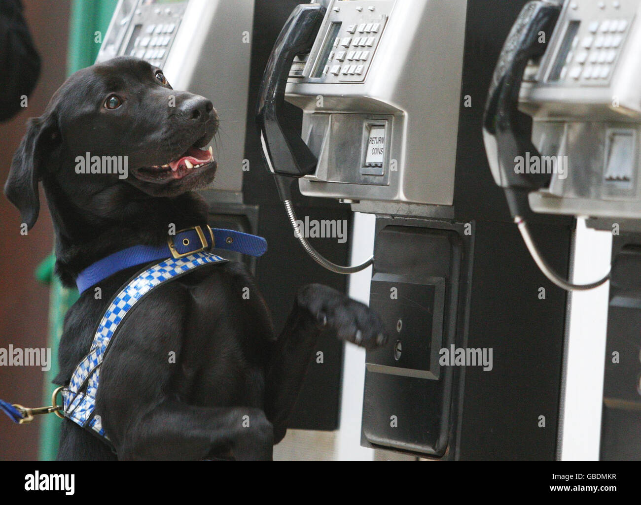 Bruce, un perro de rescate de Dogs Trust, Glasgow, de dos años de edad, en la Estación Central de Glasgow, después de que se calificó como perro de búsqueda de explosivos para la Policía de Transporte Británica. Foto de stock