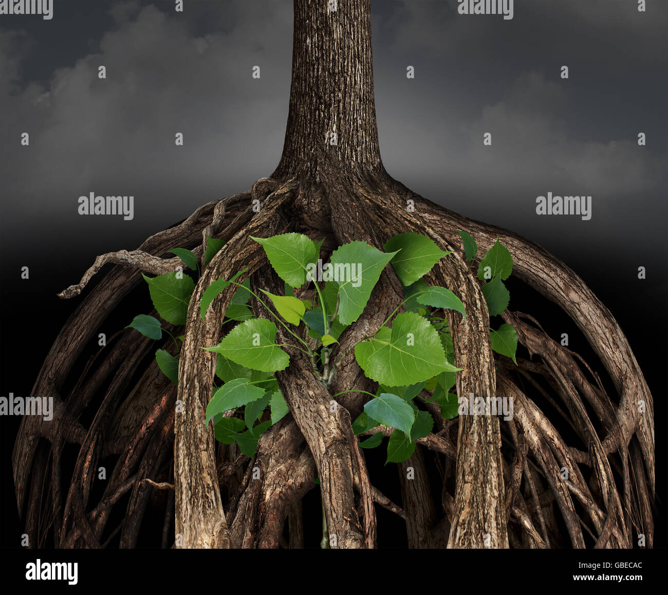 Crecimiento empresarial difícil concepto como un gran árbol raíz obstáculo atrapando un determinado pequeño arbolito verde que representa la idea de la carrera o la vida lucha para prosperar en una situación desafiante. Foto de stock