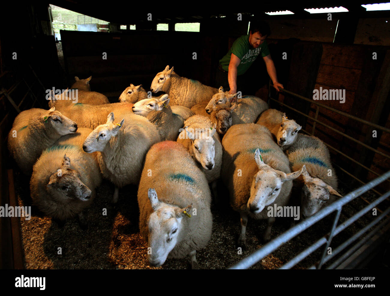 Las ovejas son redondeadas por el agricultor Peter Laidlaw antes de ser escaneada para ver cuántos corderos llevan Foto de stock