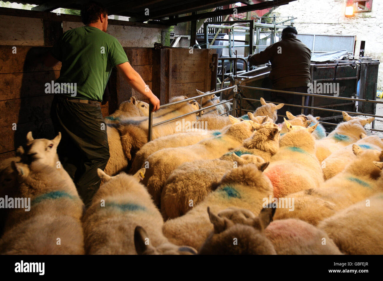 Recuento de ovejas. Las ovejas son redondeadas por el granjero Peter Laidlaw antes de ser escaneadas para ver cuántos corderos están llevando Foto de stock
