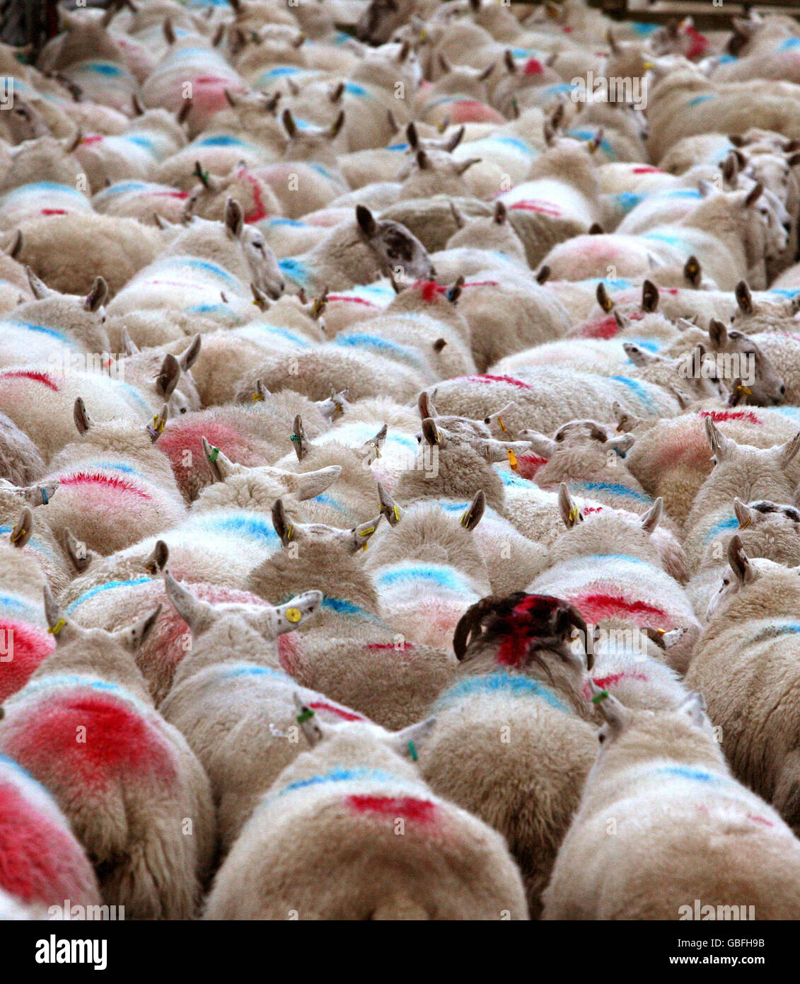 Las ovejas son redondeadas en la granja de Craigannet cerca de Carronbridge, Escocia central, antes de ser chequeadas con un escáner sectorial para ver cuántos corderos llevan. Foto de stock