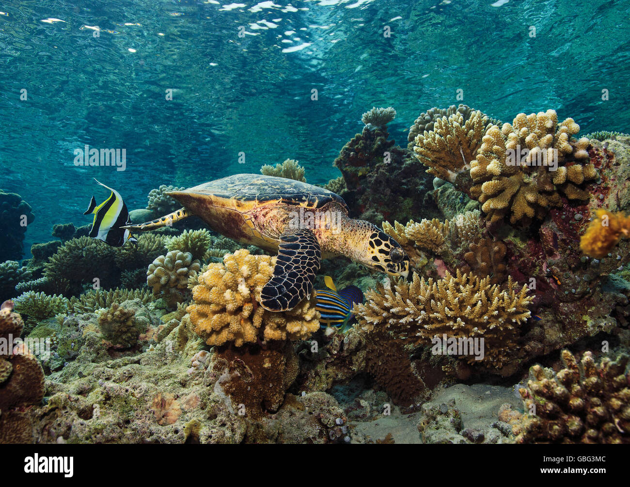 La tortuga carey, Eretmochelys imbricata, forrajeando en arrecifes de coral con calma detrás de las aguas superficiales en Maldivas, Océano Índico Foto de stock